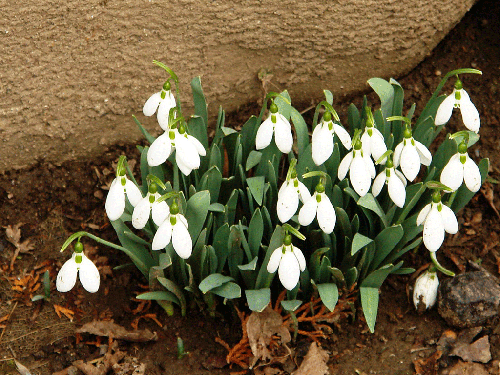 Foto triumful primaverii (c) Petru Goja